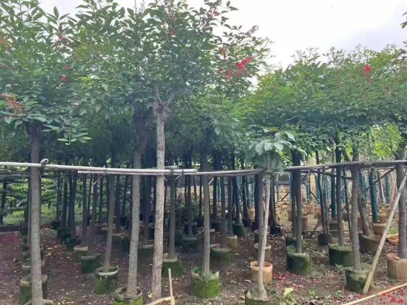 鸡冠刺桐3-15分，基地直销，一手货源，大量低价出售