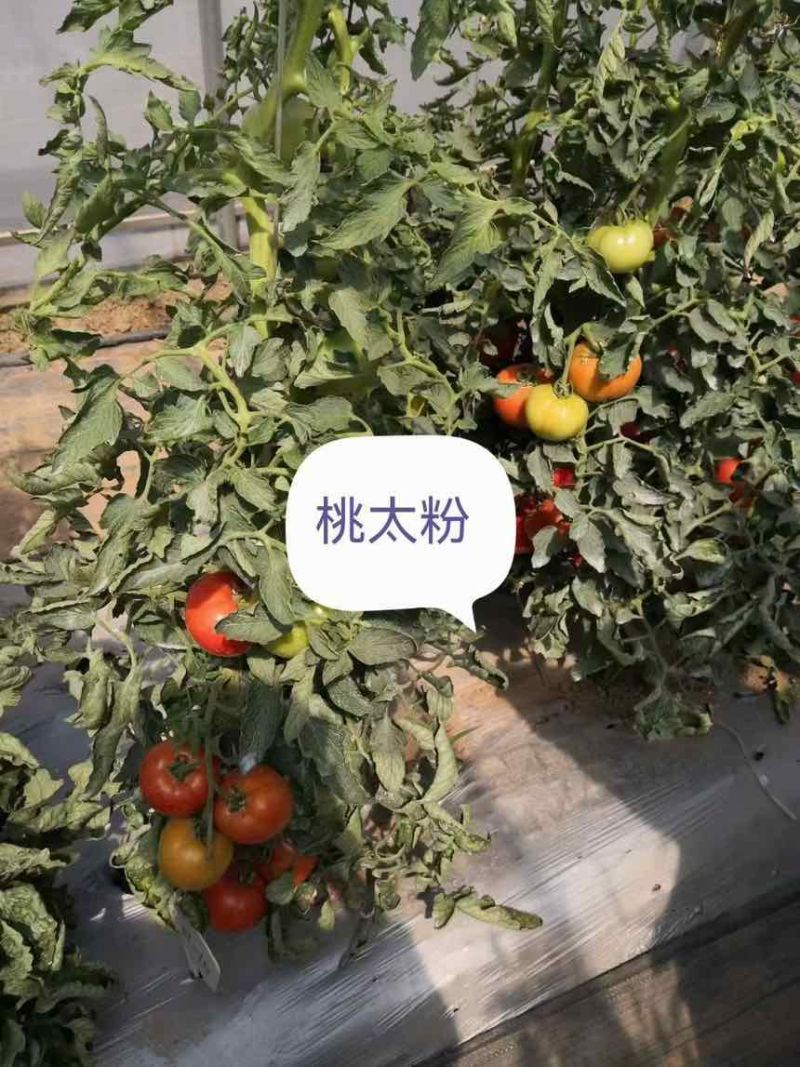 桃梦茜桃星桃太粉西红柿种籽大果番茄种子口感沙瓤大果四季蔬菜籽