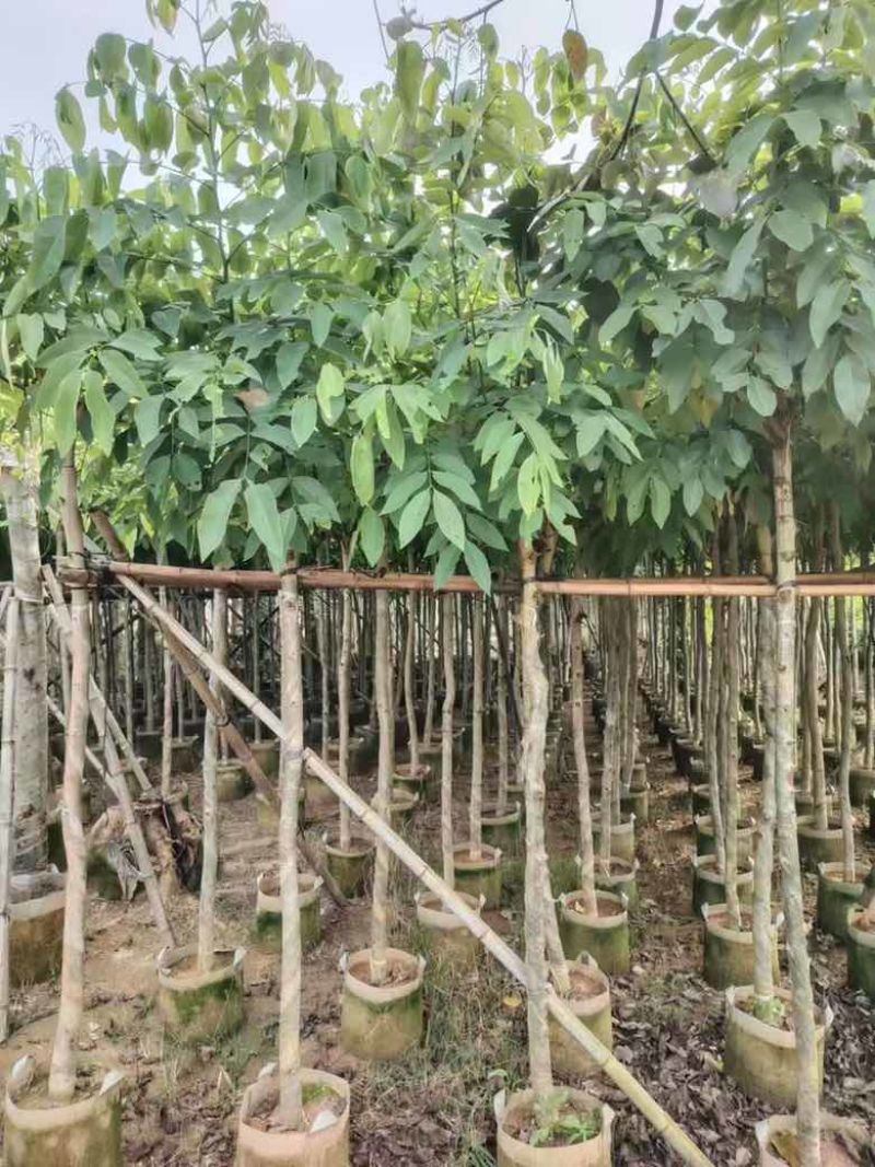 腊肠树3-15分，基地直销，一手货源，大量低价出售