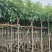 腊肠树3-15分，基地直销，一手货源，大量低价出售