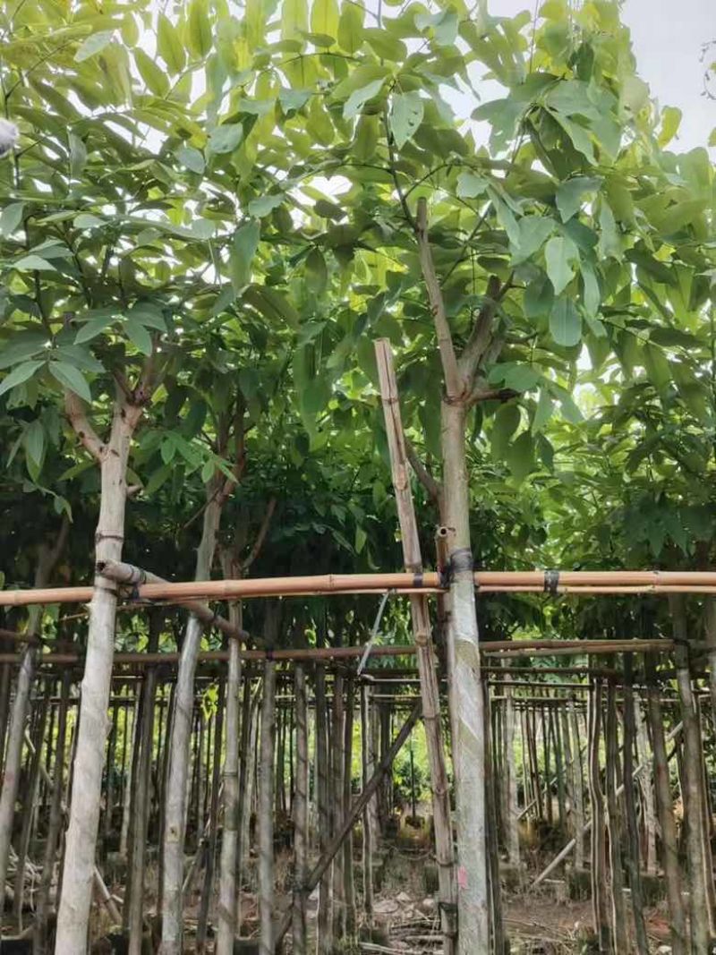 腊肠树3-15分，基地直销，一手货源，大量低价出售