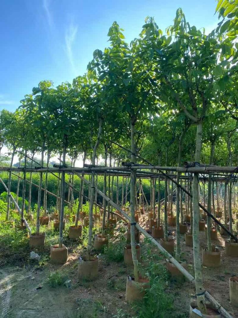 腊肠树3-15分，基地直销，一手货源，大量低价出售