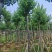 乌桕5-15分，基地直销，一手货源，大量低价出售，欢迎选购