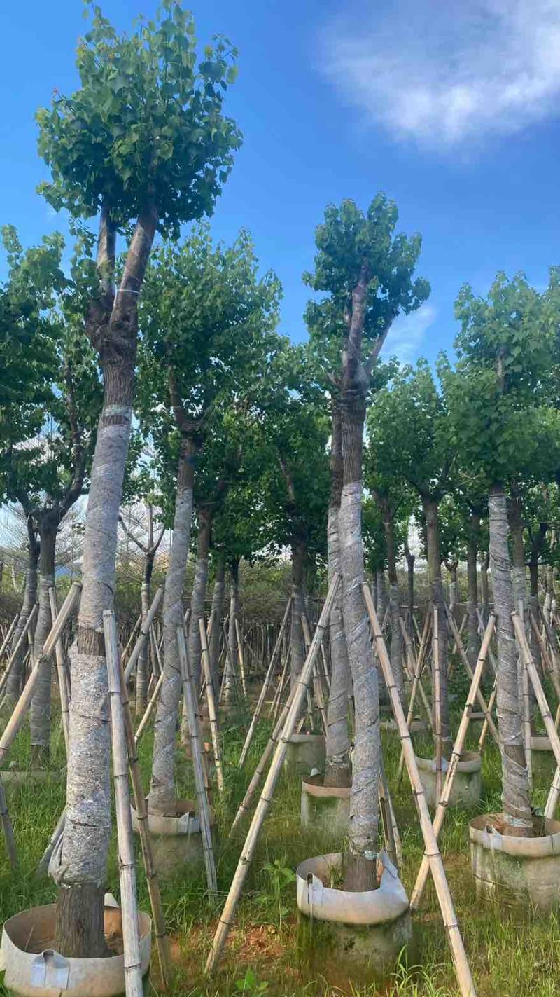 乌桕5-15分，基地直销，一手货源，大量低价出售，欢迎选购