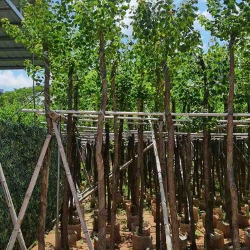 乌桕5-15分，基地直销，一手货源，大量低价出售，欢迎选购