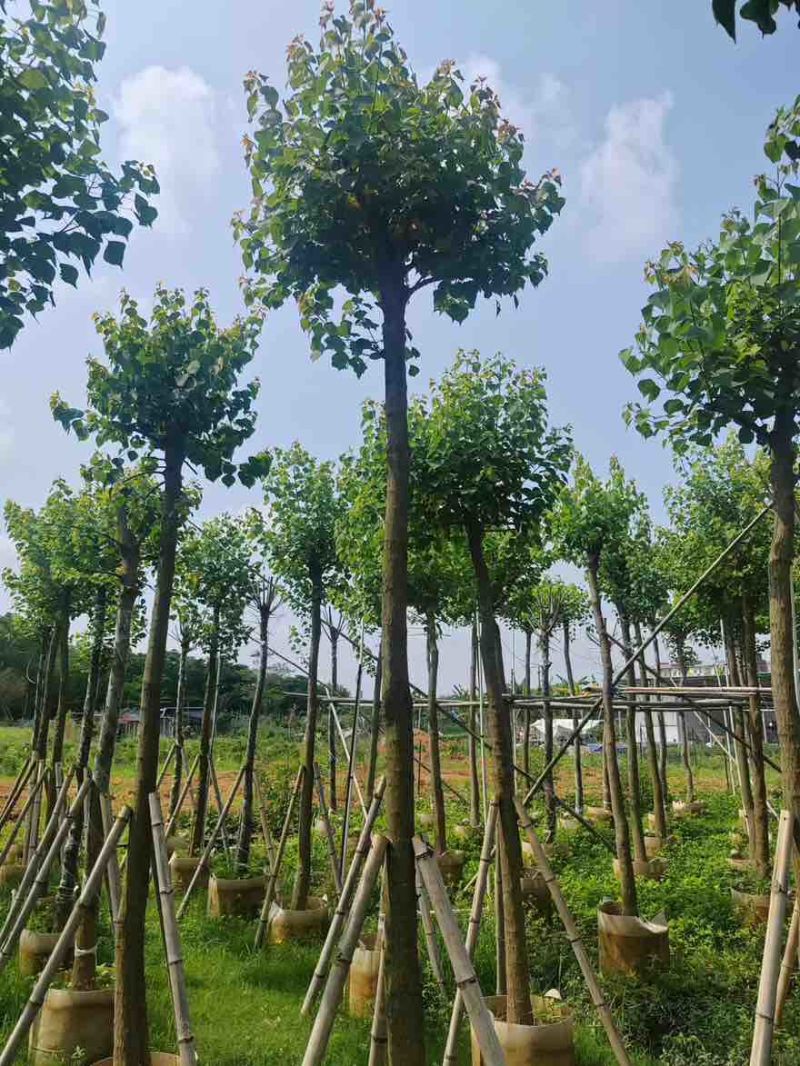 乌桕5-15分，基地直销，一手货源，大量低价出售，欢迎选购