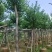 乌桕5-20分，各种规格，基地直销，一手货源，大量低价出售