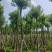 乌桕5-20分，各种规格，基地直销，一手货源，大量低价出售