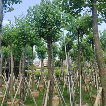 乌桕5-20分，各种规格，基地直销，一手货源，大量低价出售