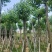 乌桕5-20分，各种规格，基地直销，一手货源，大量低价出售