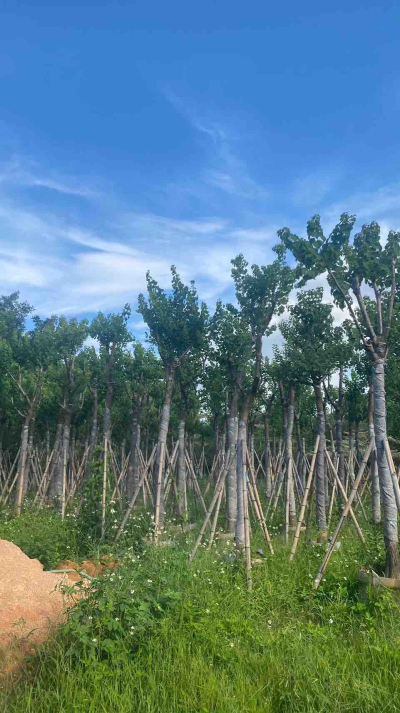 乌桕5-20分，各种规格，基地直销，一手货源，大量低价出售