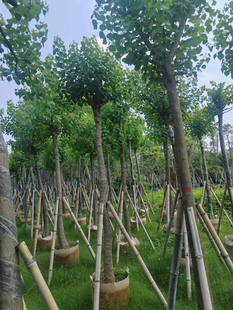 乌桕5-20分，各种规格，基地直销，一手货源，大量低价出售