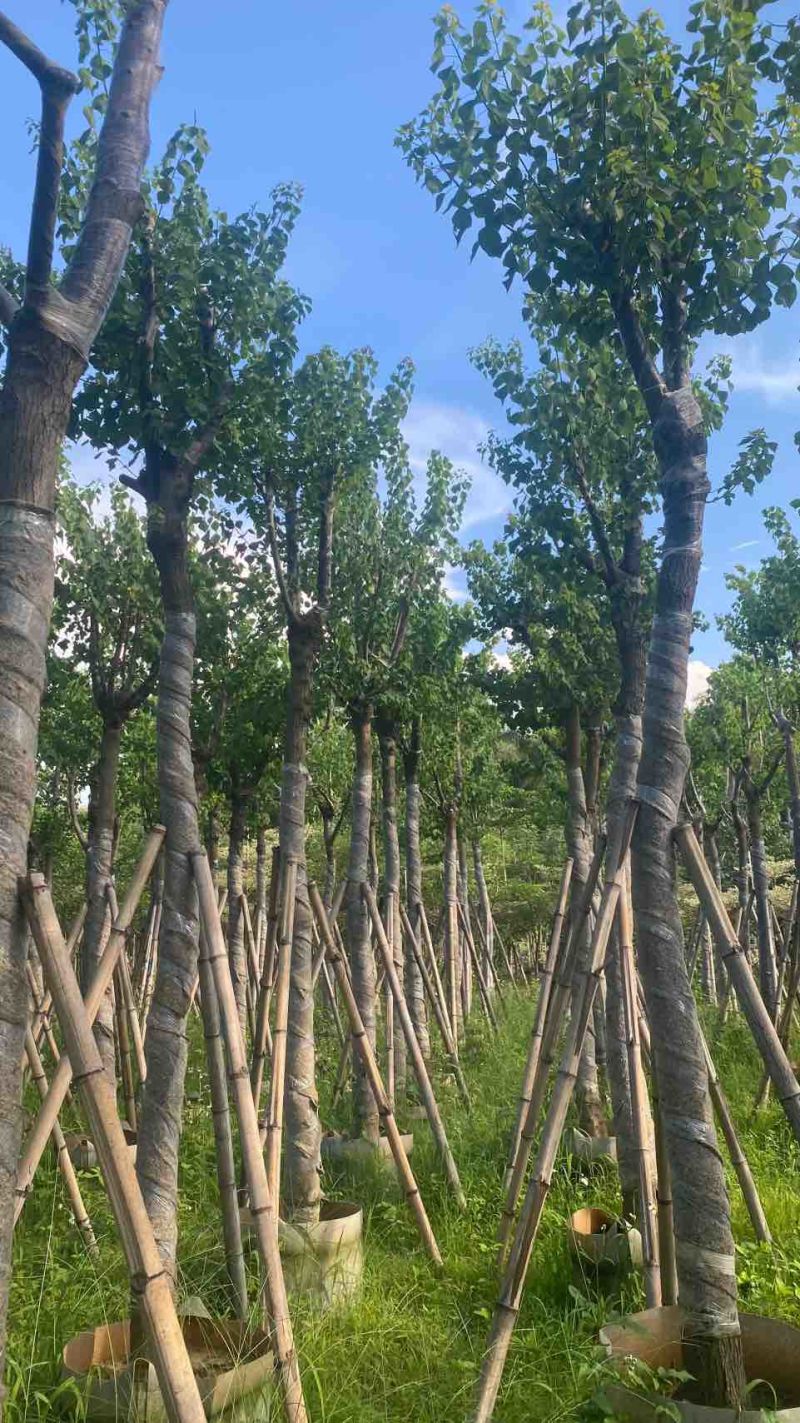 乌桕5-20分，各种规格，基地直销，一手货源，大量低价出售