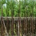 乌桕5-20分，各种规格，基地直销，一手货源，大量低价出售