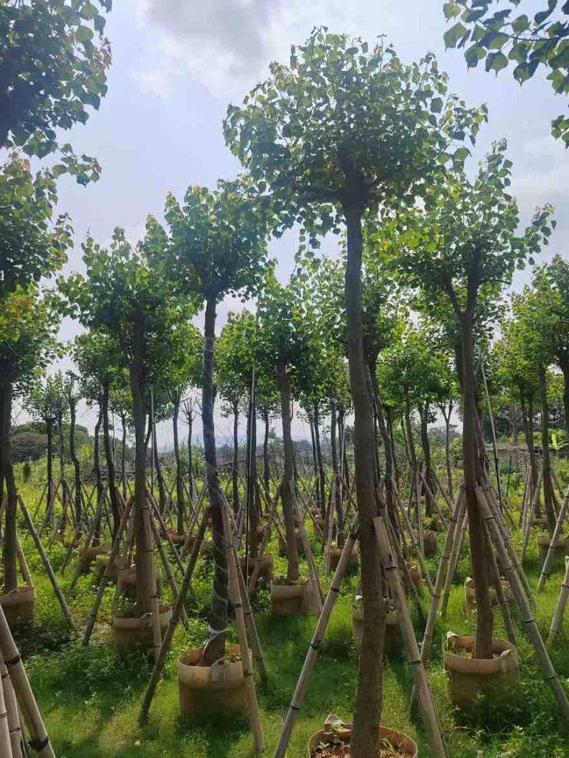 乌桕5-20分，各种规格，基地直销，一手货源，大量低价出售