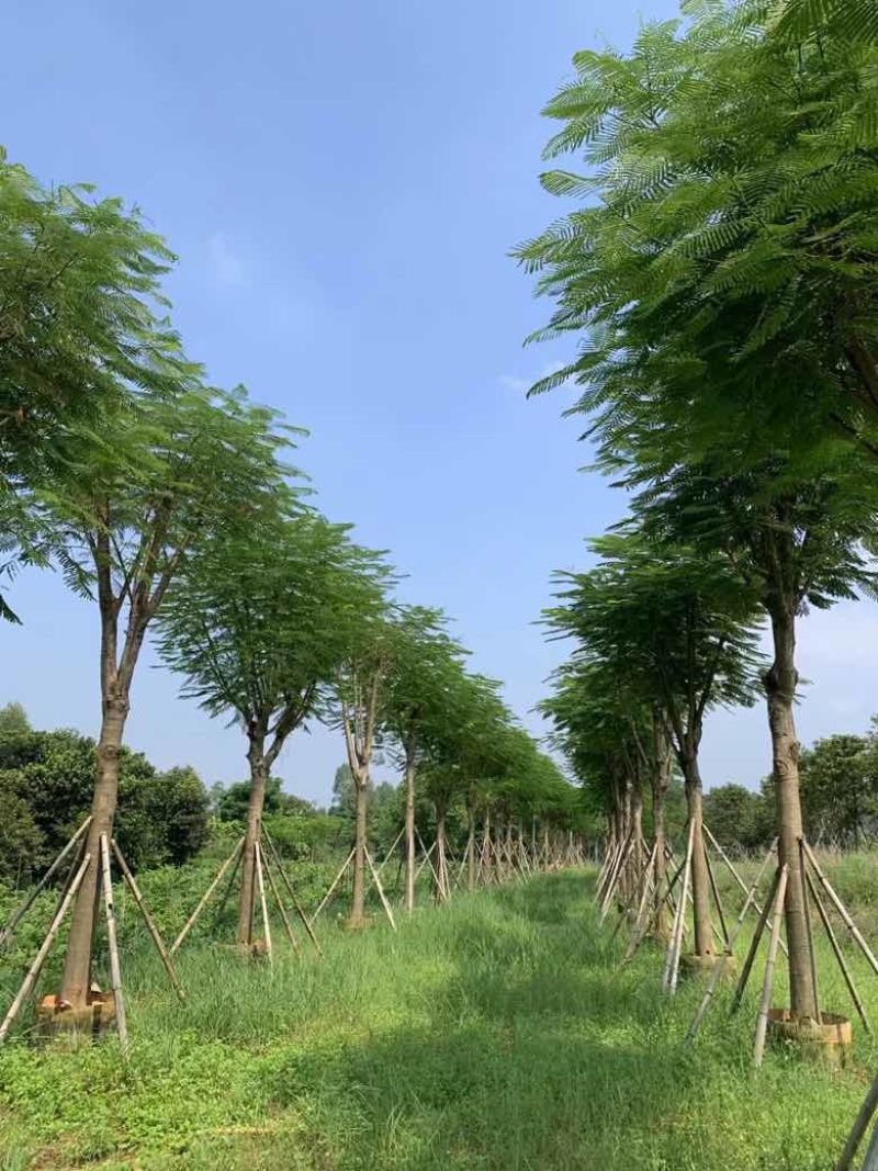 凤凰木骨架10-40分，基地直销，一手货源，大量低价出售