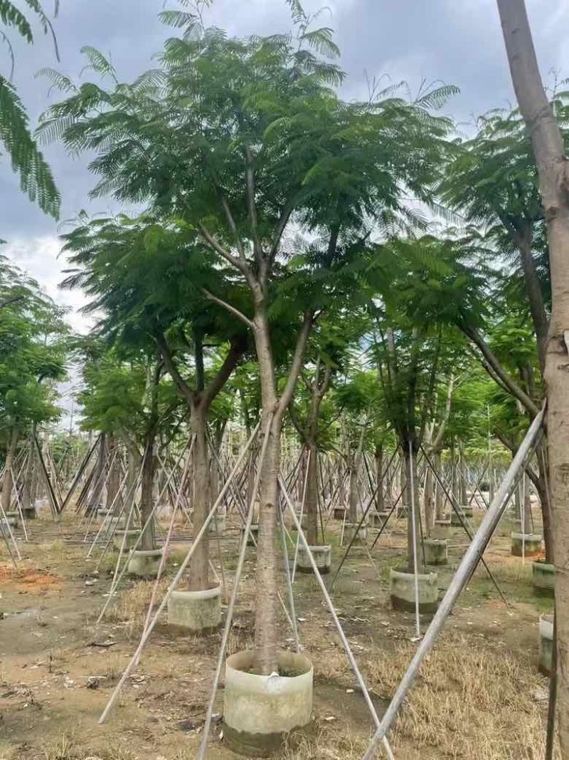 凤凰木骨架10-40分，基地直销，一手货源，大量低价出售