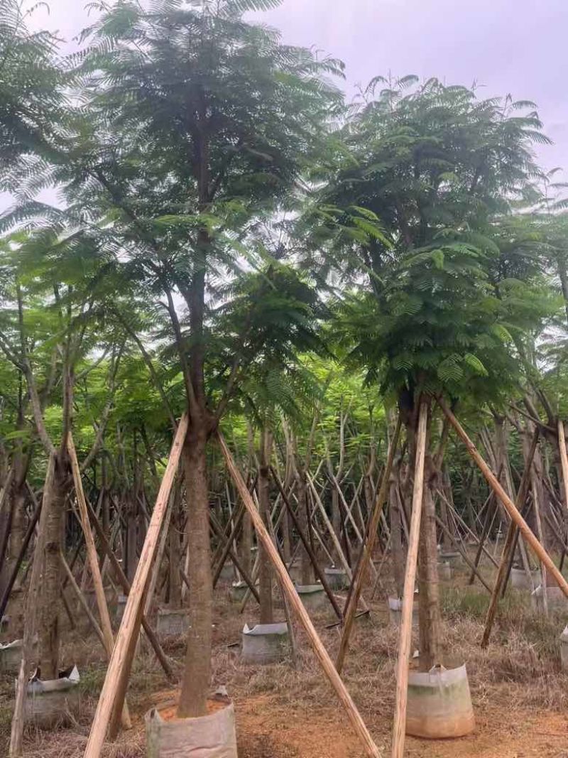 凤凰木骨架10-40分，基地直销，一手货源，大量低价出售
