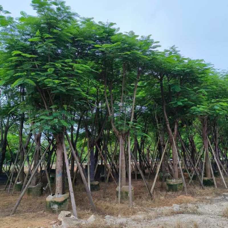 凤凰木骨架10-40分，基地直销，一手货源，大量低价出售