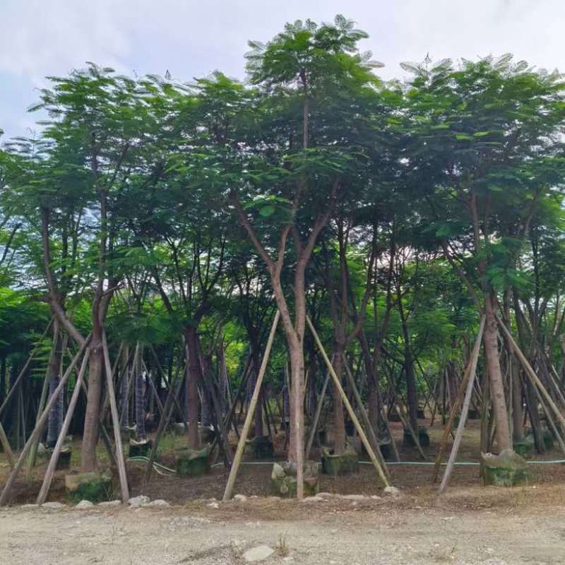 凤凰木骨架10-40分，基地直销，一手货源，大量低价出售
