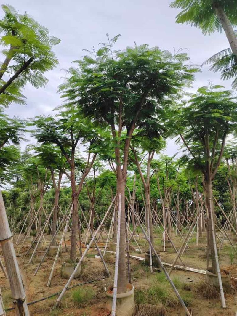 凤凰木骨架10-40分，基地直销，一手货源，大量低价出售