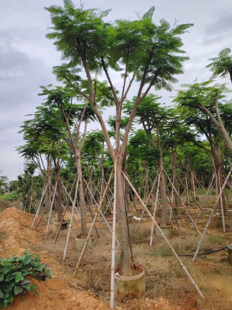凤凰木骨架10-40分，基地直销，一手货源，大量低价出售
