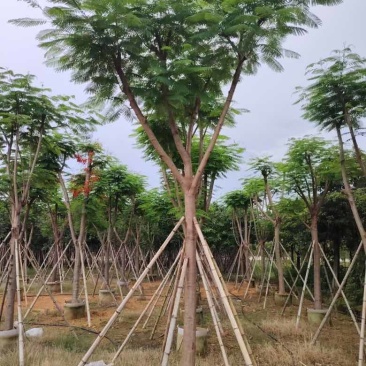 凤凰木骨架10-40分，基地直销，一手货源，大量低价出售