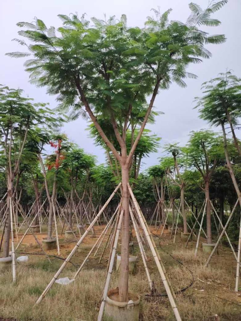 凤凰木骨架10-40分，基地直销，一手货源，大量低价出售