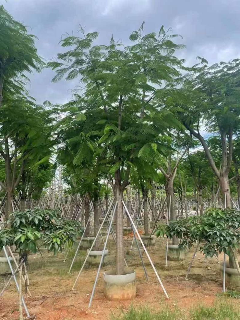 凤凰木骨架10-40分，基地直销，一手货源，大量低价出售