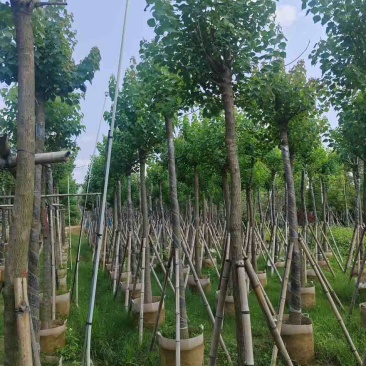 乌桕5-20分，各种规格，基地直销，一手货源，大量低价出售