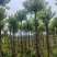 乌桕5-20分，各种规格，基地直销，一手货源，大量低价出售