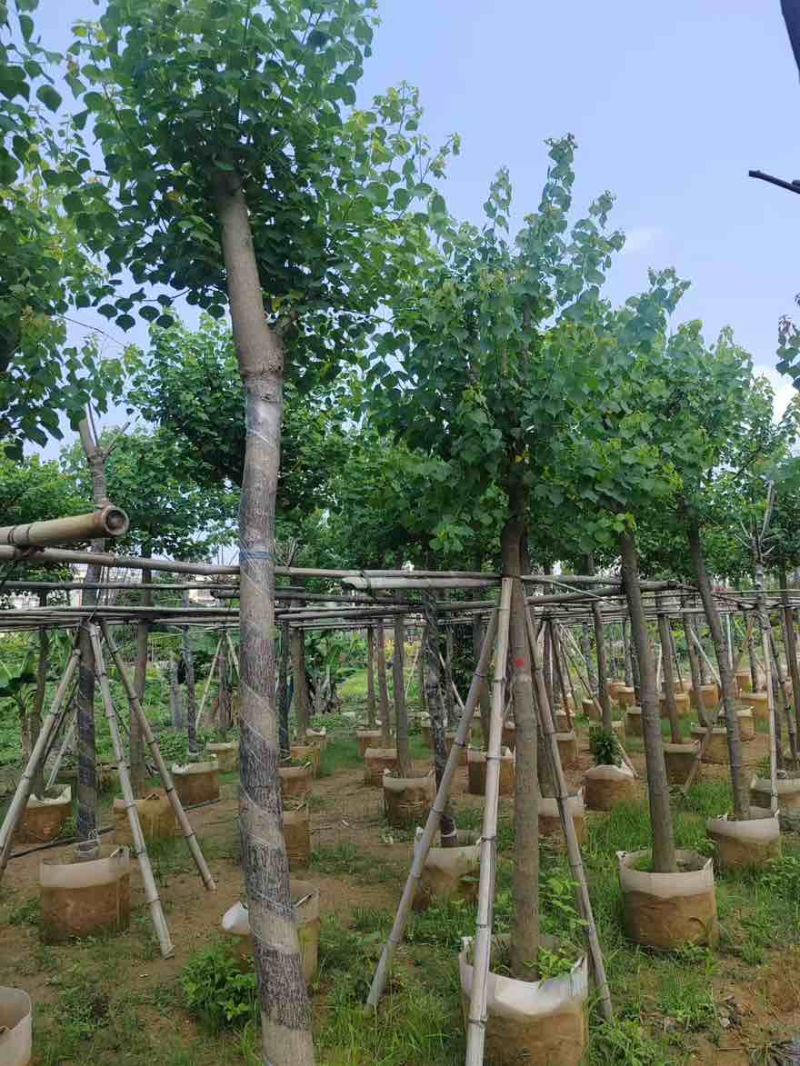 乌桕5-20分，各种规格，基地直销，一手货源，大量低价出售