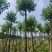 乌桕5-20分，各种规格，基地直销，一手货源，大量低价出售