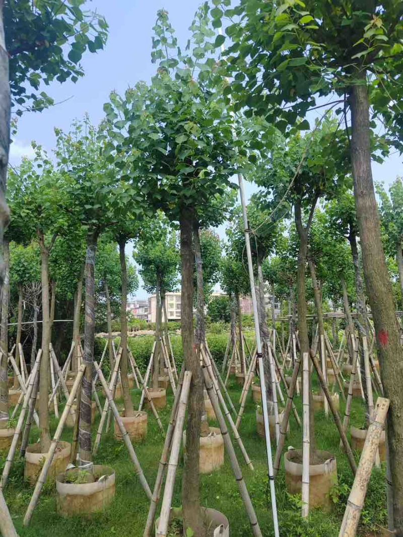 乌桕5-20分，各种规格，基地直销，一手货源，大量低价出售