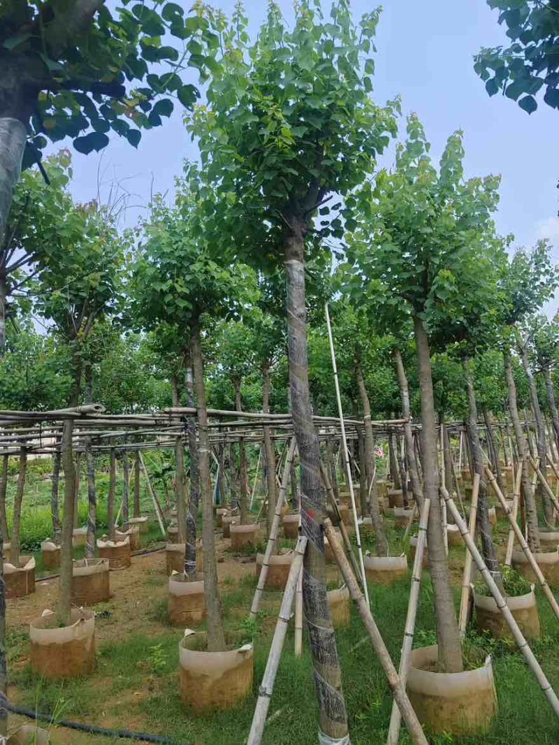 乌桕5-20分，各种规格，基地直销，一手货源，大量低价出售