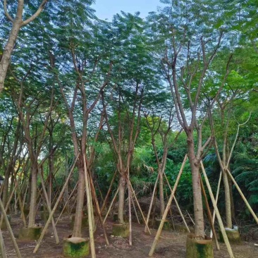 凤凰木骨架10-40分，基地直销，一手货源，各种规格大量出售