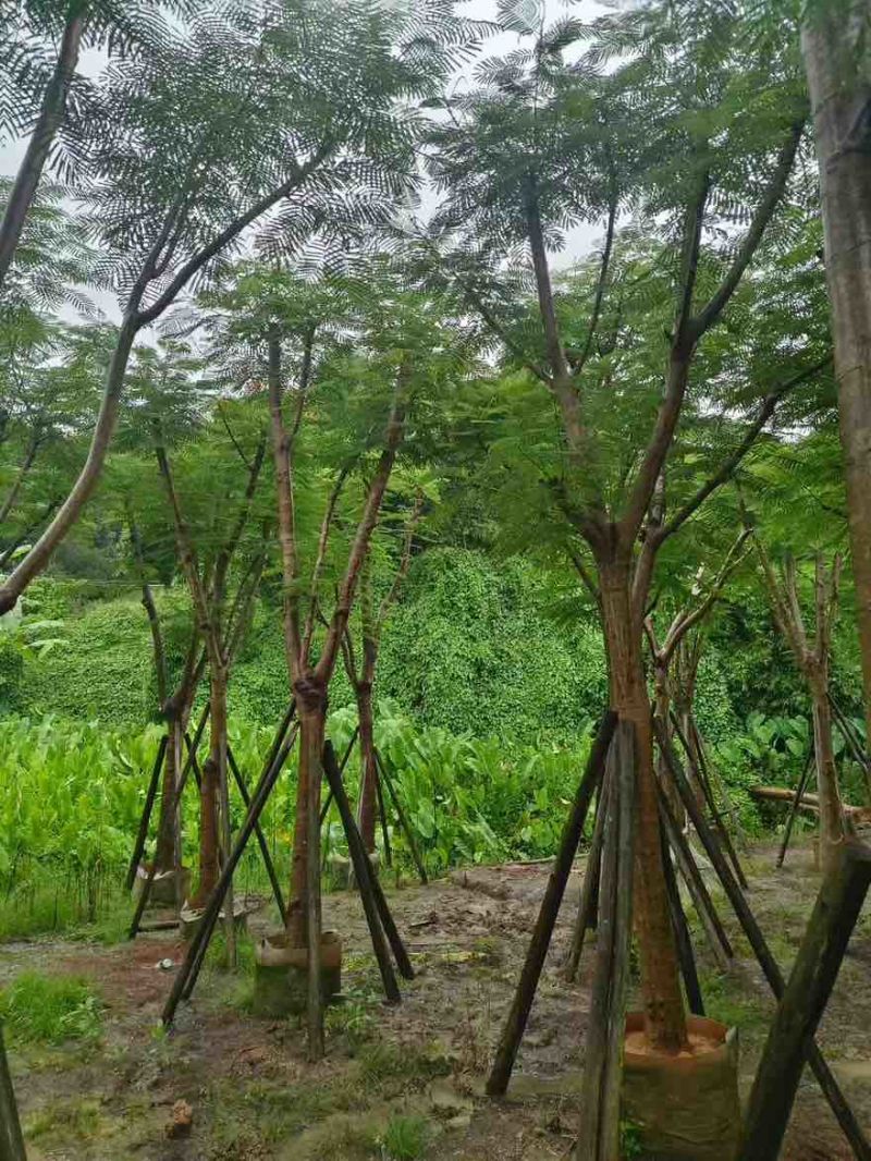 凤凰木骨架10-40分，基地直销，一手货源，各种规格大量出售
