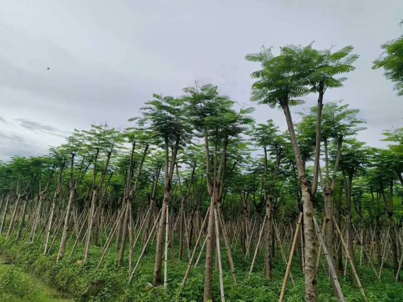 凤凰木骨架10-40分，基地直销，一手货源，各种规格大量出售