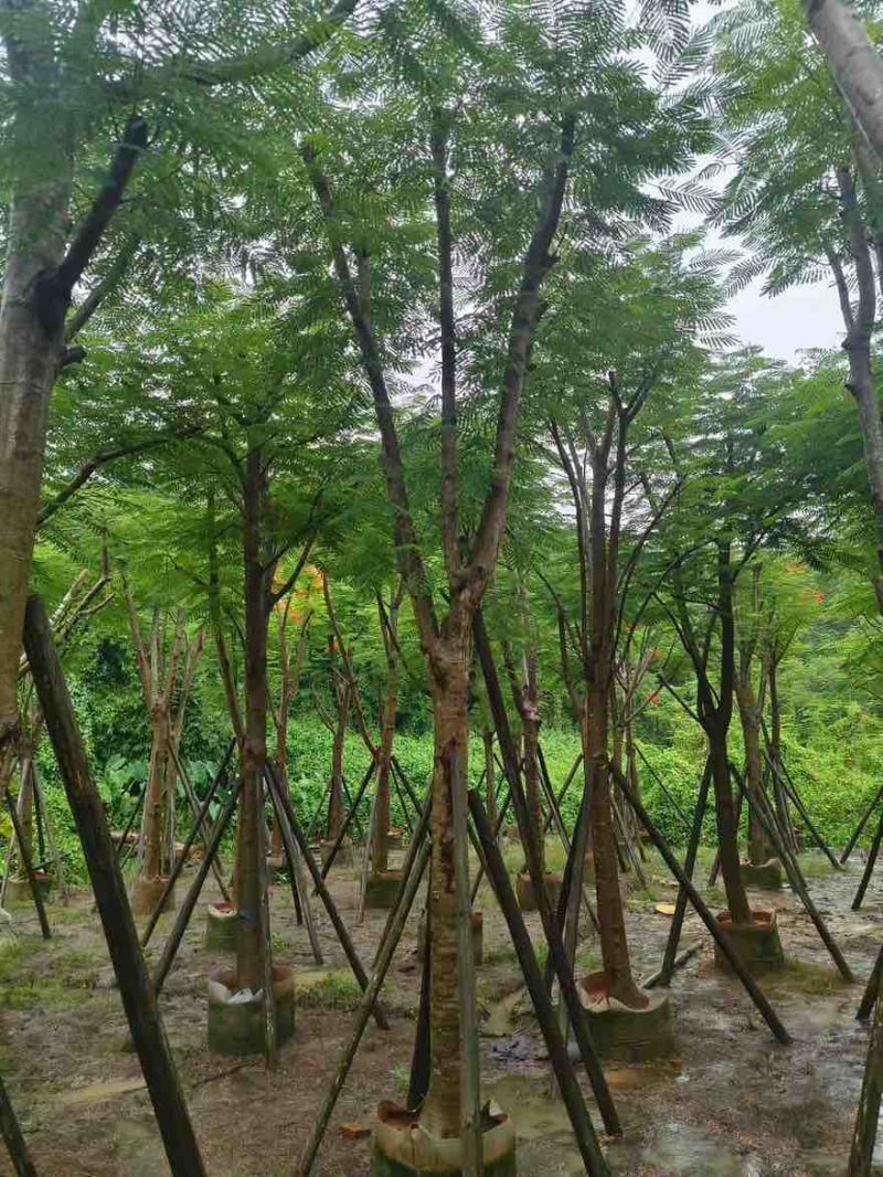 凤凰木骨架10-40分，基地直销，一手货源，各种规格大量出售