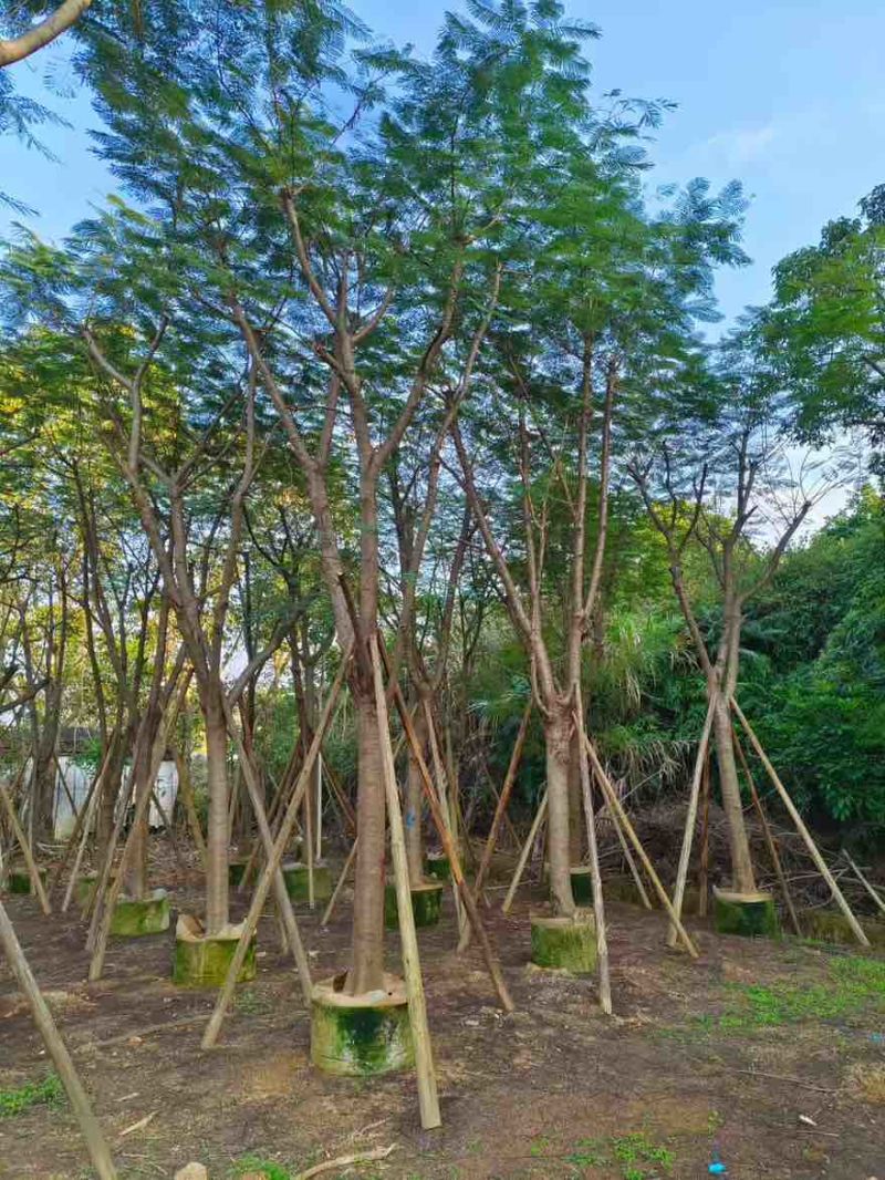 凤凰木骨架10-40分，基地直销，一手货源，各种规格大量出售