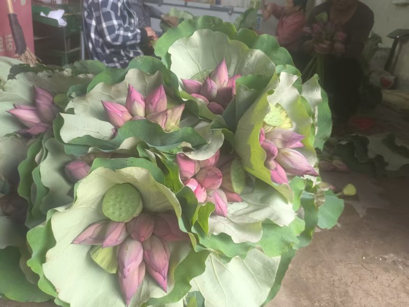 单瓣重瓣荷花花骨朵小莲蓬，当天即采即发。