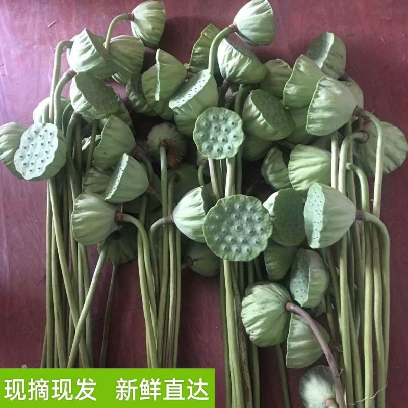 单瓣重瓣荷花花骨朵小莲蓬，当天即采即发。