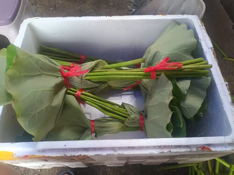 单瓣重瓣荷花花骨朵小莲蓬，当天即采即发。
