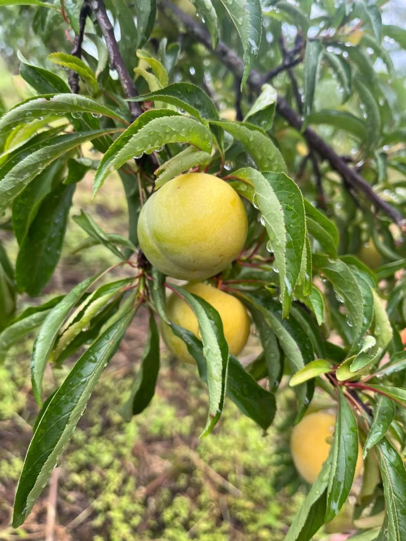 贵州蜂糖李
