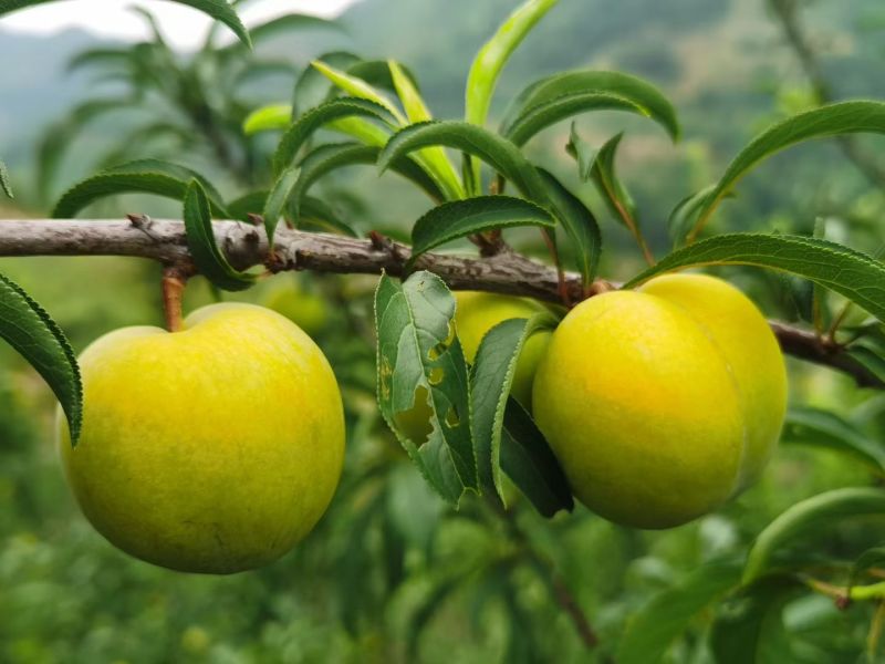 贵州蜂糖李