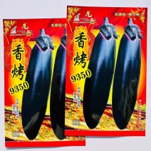 黑骑6号茄子种子杂交一代油黑长棒茄种子果肉淡绿长棒黑茄子种子