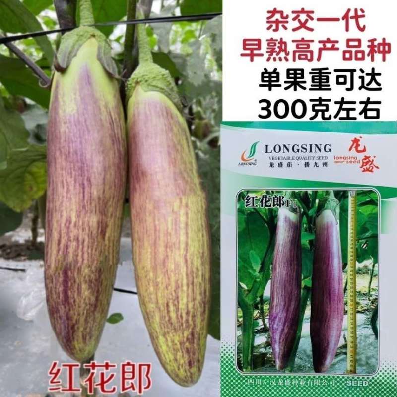 红花郎F1茄子种子龙盛种业杂交长紫花茄春秋季播种蔬菜种孑