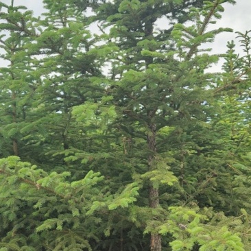 青皮云山