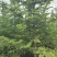 青皮云山