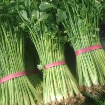 笨芹菜，量大持续供货
